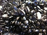 When the Mussel Doesn't Stick