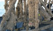 Projet de recherche PASeaFIC - Zoom sur la recherche du biofouling