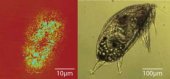 Biofouling - Sticking to the story at the molecular level
