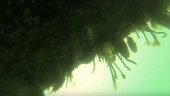 The IMO Starts Biofouling Project