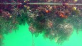 More Biofouling "Casualties" to be Expected